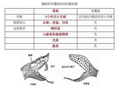 遇到毒蛇怎麼辦